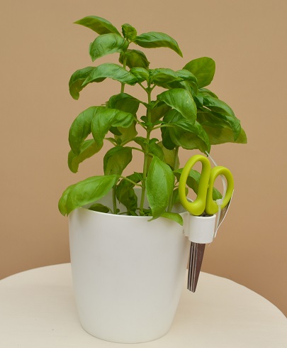 Mască pentru ghivece cu plante aromatice