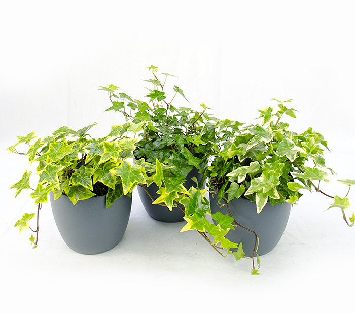 iedra de camera - plante benefice care purifica aerul
