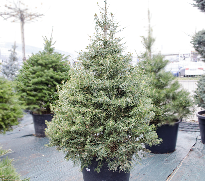 Abies concolor 180+ cm