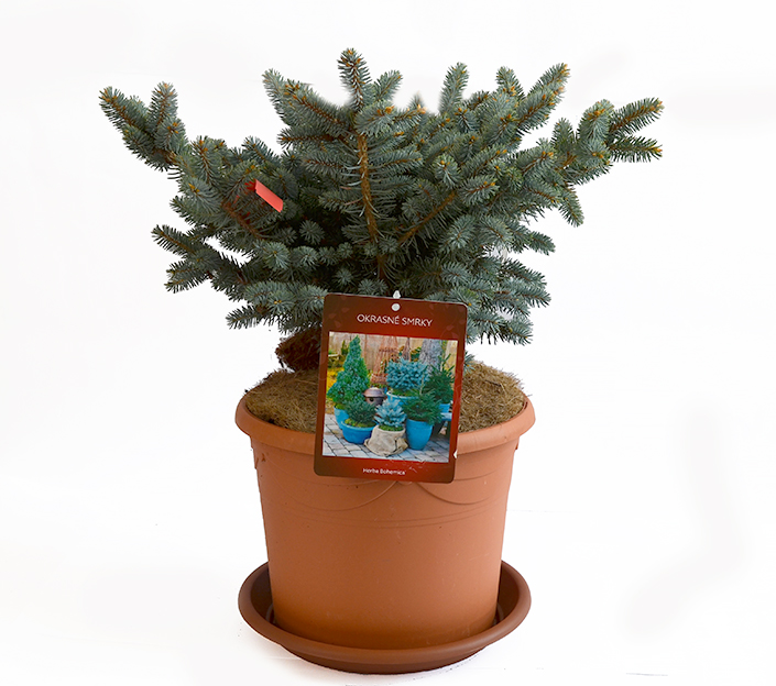 Molid argintiu globular | Picea pungens 'Glauca globosa'
