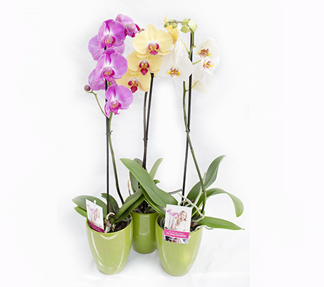 Orhidee phalaenopsis plante de apartament cu flori