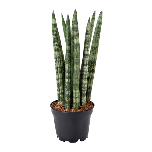 Sulița africană (Sansevieria cylindrica) - plante benefice Feng Shui