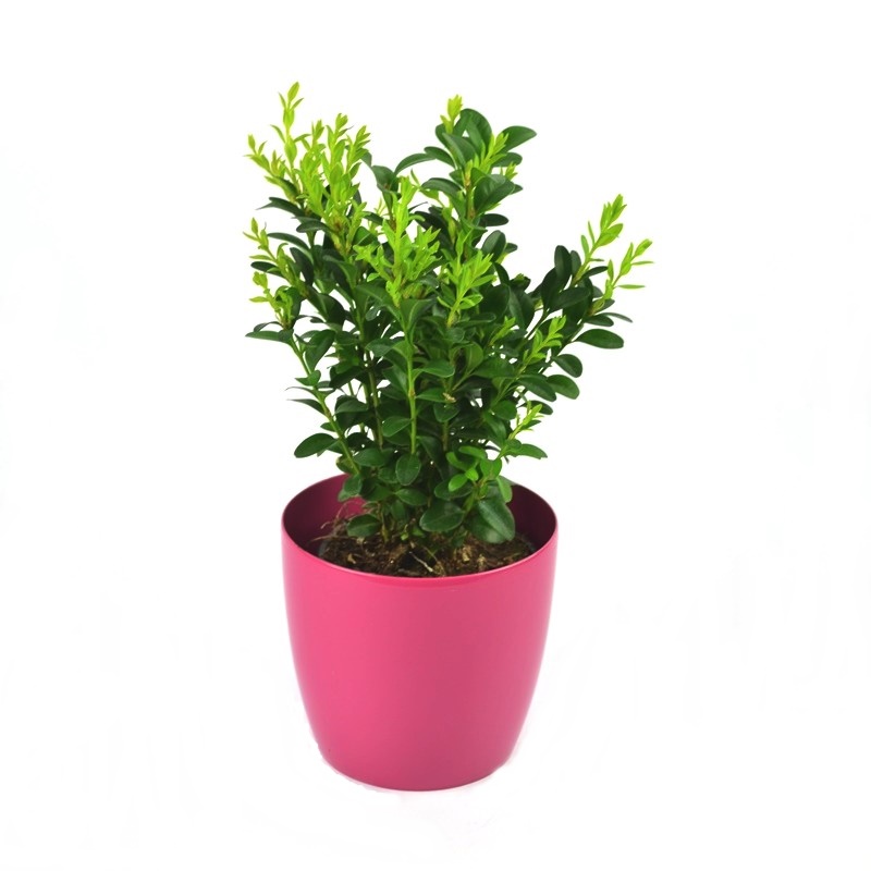 Buxus sempervirens H 20 cm | Buxus pentru gard viu la pret avantajos
