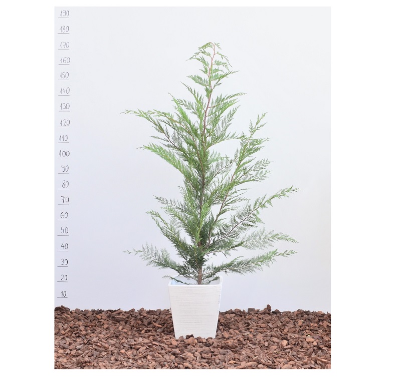 Cumpara Chiparos Leyland H 150-200 cm pentru gard viu - livrare gratuita
