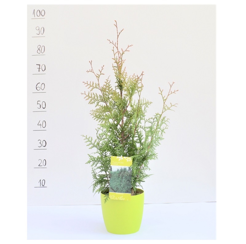 Comanda Thuja plicata `Gelderland` - tuia pentru gard viu de vazare pret