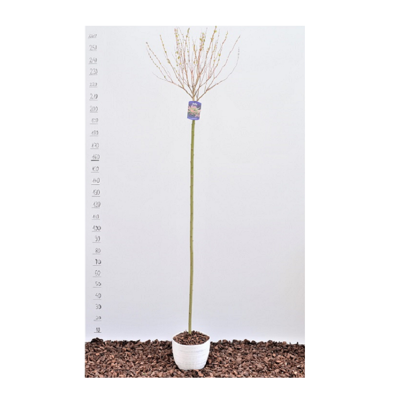 Salcia japoneza, Salix integra Hakuro Nishiki - de vanzare, pret avantajos