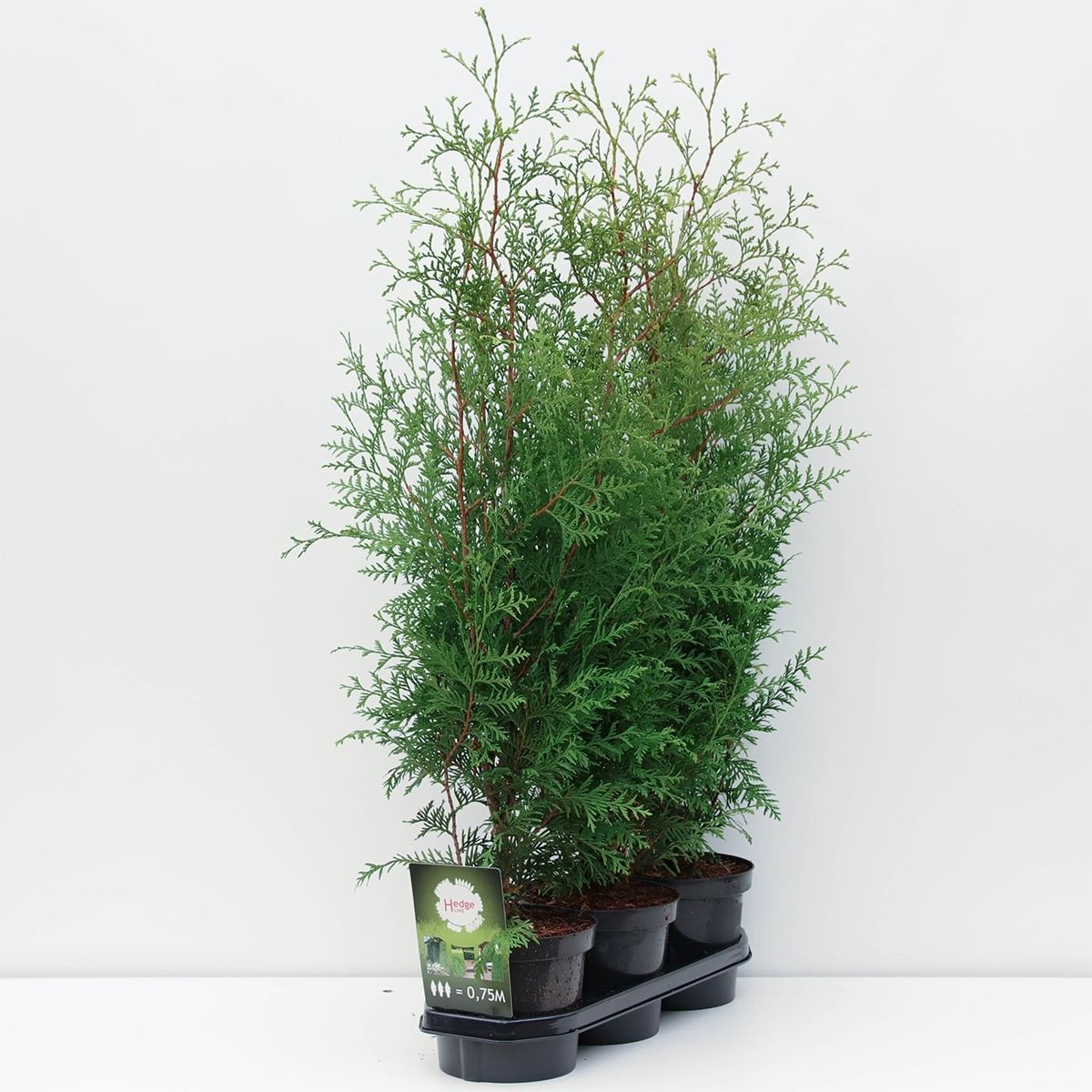 Thuja occidentalis Brabant (Tuia Brabant) H 50 cm - de vanzare la pret special