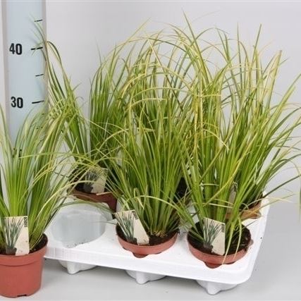 Obligeana (Acorus calamus `Variegatus`) - de vanzare, pret avantajos plante ierboase