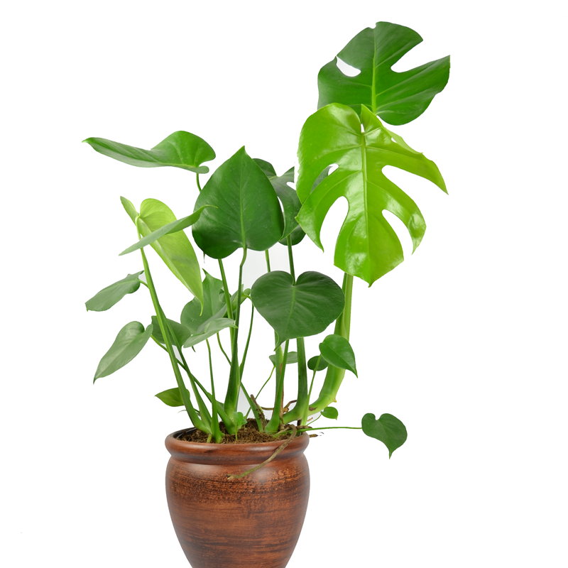Comanda Monstera deliciosa H 60 cm - Monstera de vanzare pret