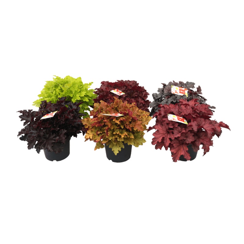 Heuchera, Clopotel Comanda planta clopotel de gradina sau heuchera ( Heuchera micrantha) de vanzare pret