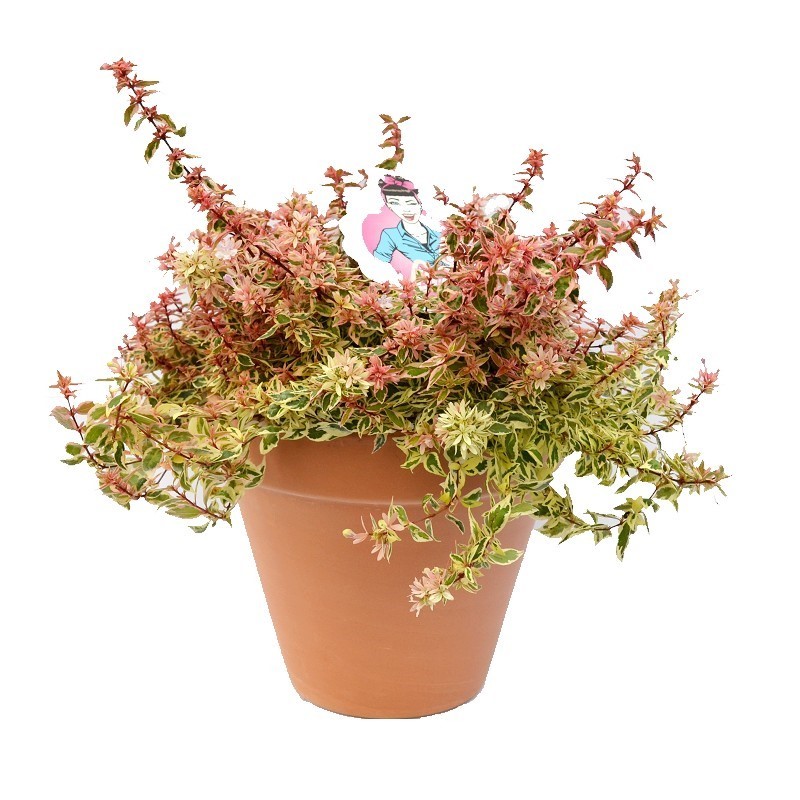 Comanda Abelia - Flori de gradina