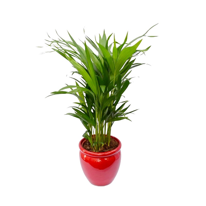 Comanda Palmier Areca H 65 cm - plante care purifica aerul