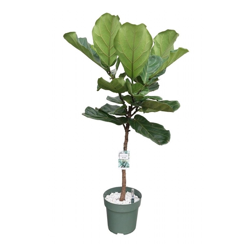 Comanda Ficus lyrata (Falsul smochin, smochinul lira) - plante de vanzare la pret avantajos