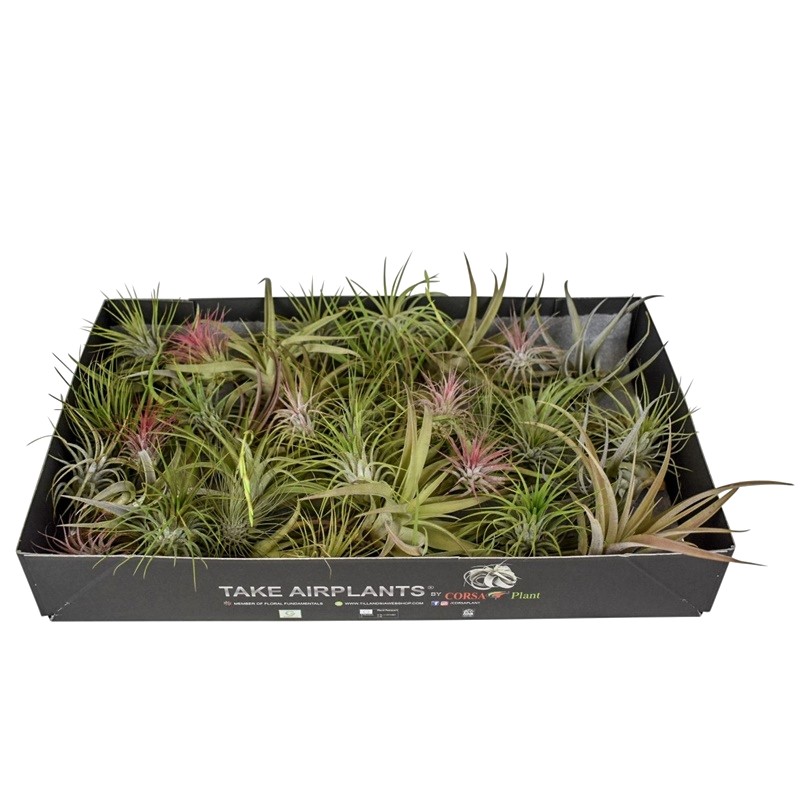 Plante aeriene de vanzare