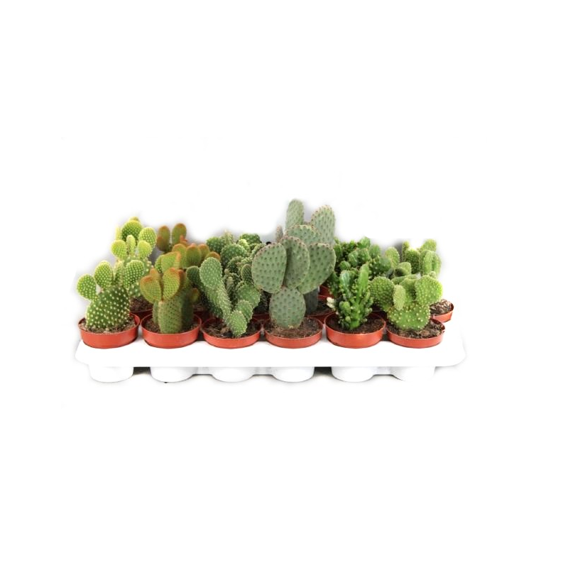 Comanda Cactus - cactusi si plante suculente de vanzare