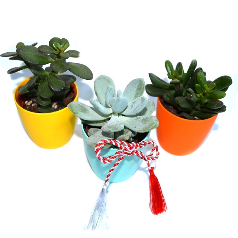 Suculente mărțișor | Plante suculente, cadouri 1 - 8 Martie | Cadouri corporate