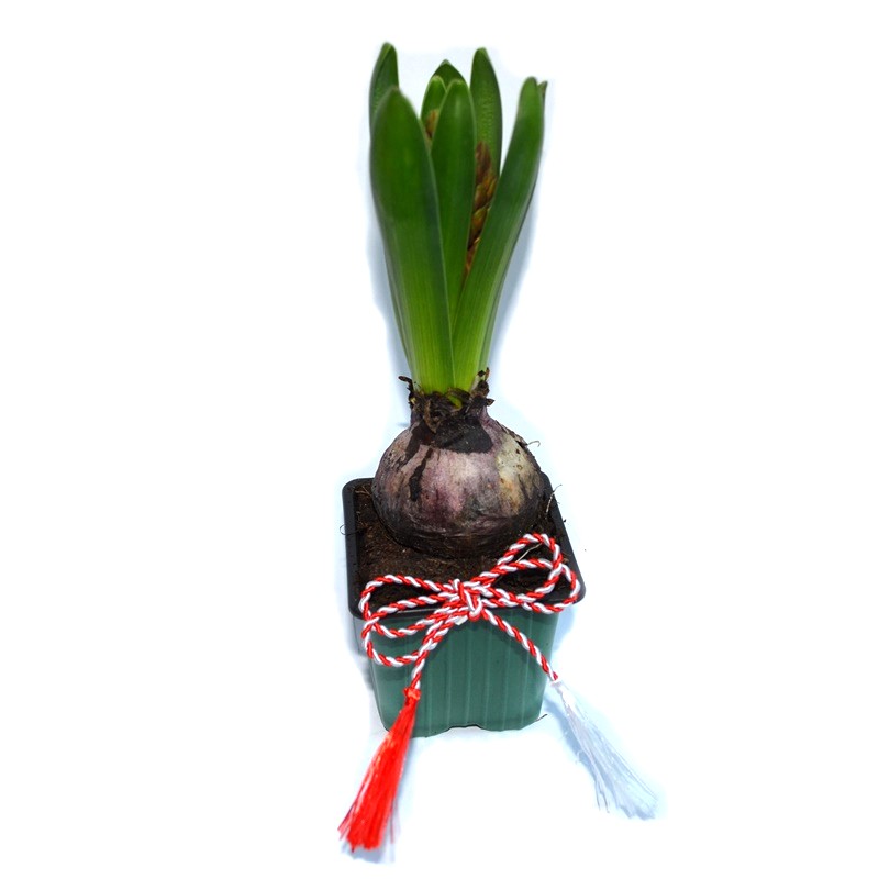 Comanda zambila martisor (zambila la ghiveci) - cadouri 8 Martie - cadouri corporate