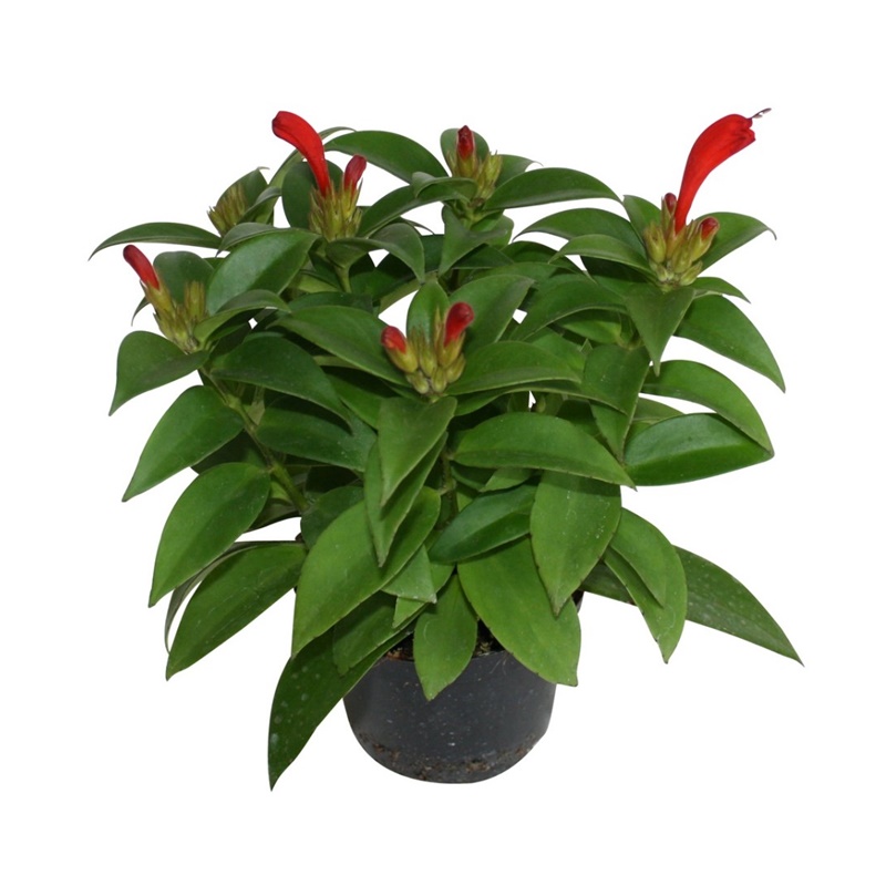 Comanda planta Aeschynanthus Mona Lisa (planta 