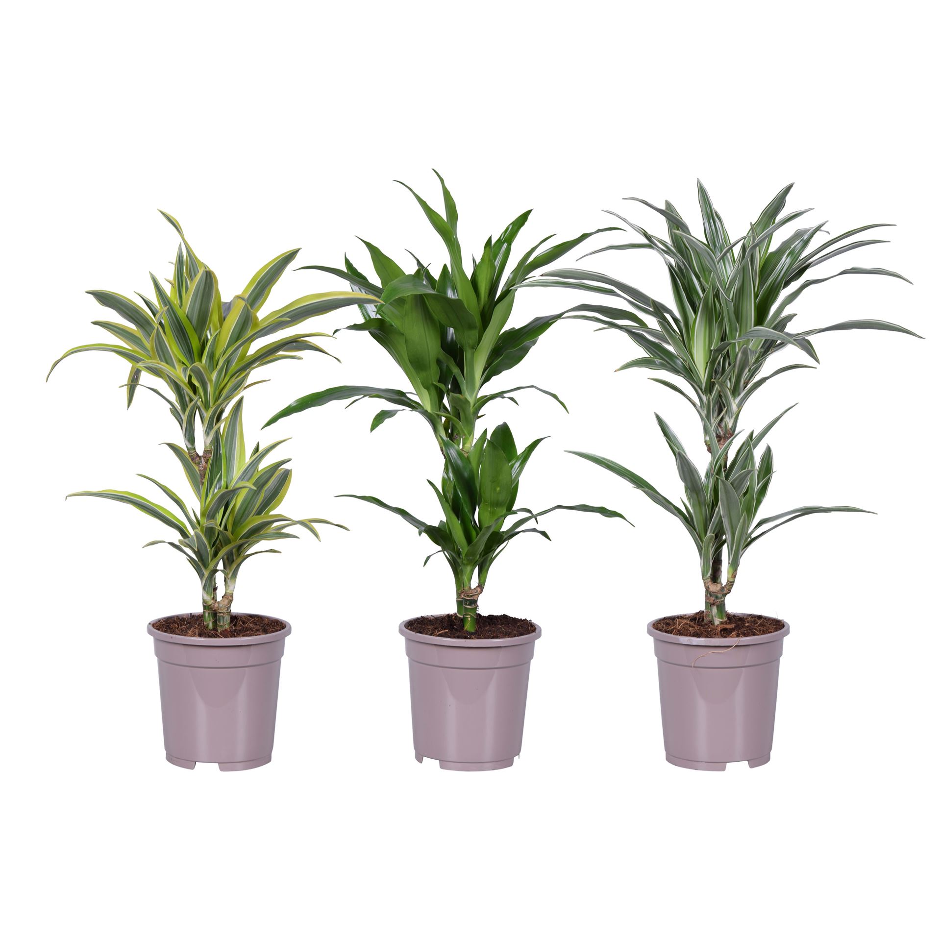 Comanda Dracaena fragrans Mix  - Plante de apartament, Plante office
