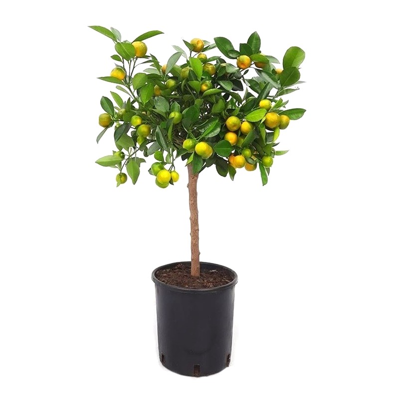 Calamondin XL 