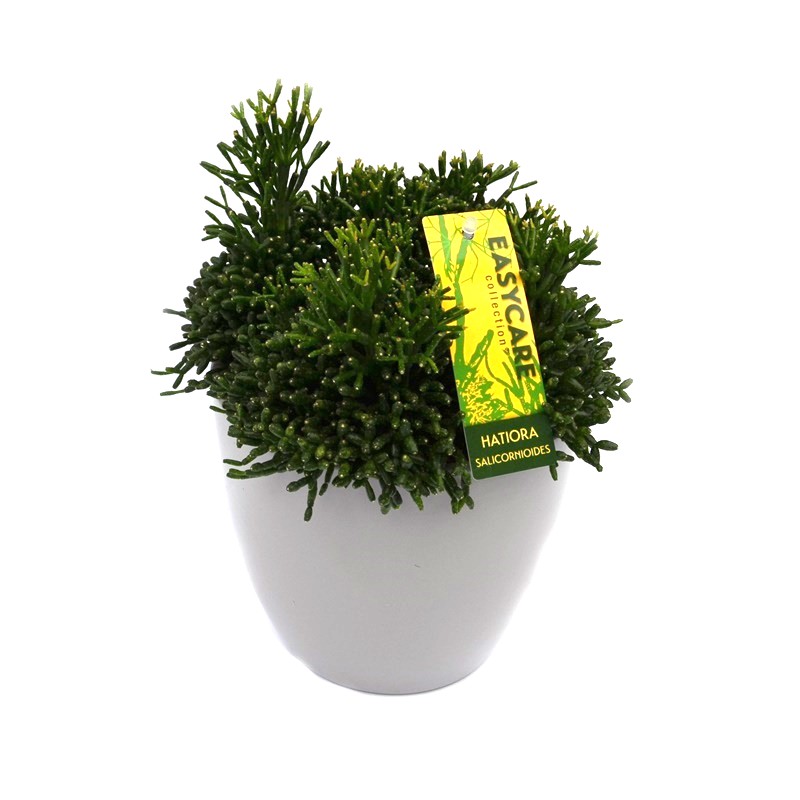 Comanda Hatiora salicornioides - Planta suculenta Hatiora, plante suculente de vanzare