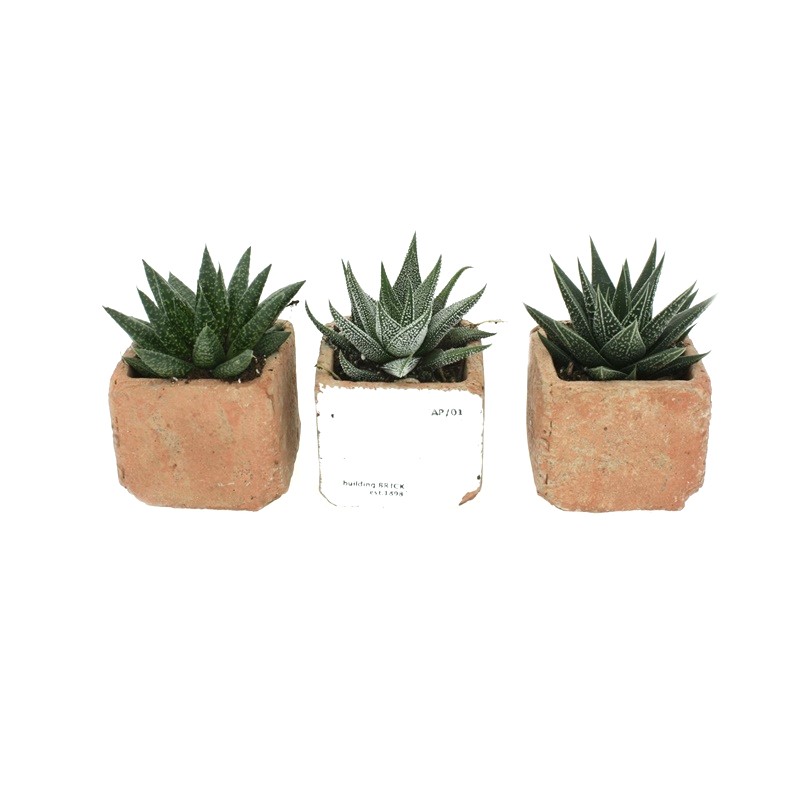 Comanda Haworthia cu ghiveci cceramic. Haworthia de vanzare la pret avantajos