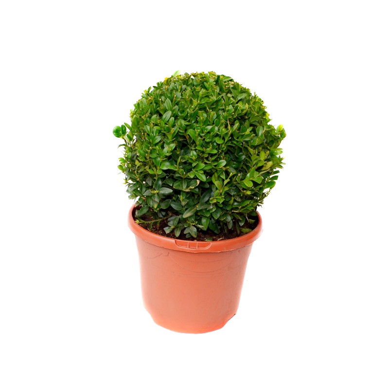Comanda buxus - glob 30 cm - plante de gradina