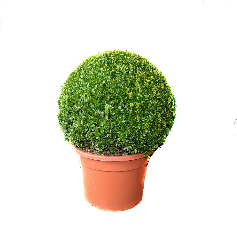Buxus sempervirens glob  - plante de gradina - plante pentru gard viu