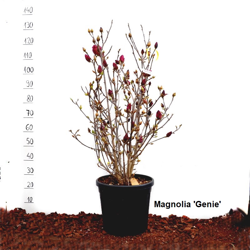 Comanda Magnolii H 150-180 cm (Magnolii 'Genie' - 'Susan' -  'Manchu Fan' )  - Magnolia de vanzare, pret avantajos