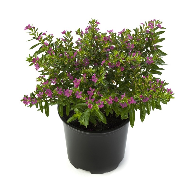 Comanda Cuphea (Cuphea hyssopifolia) - Plante de gradina de vanzare