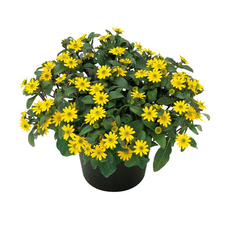 Comanda Sanvitalia procumbens, Carciumareasa taratoare - Sanvitalia de vanzare