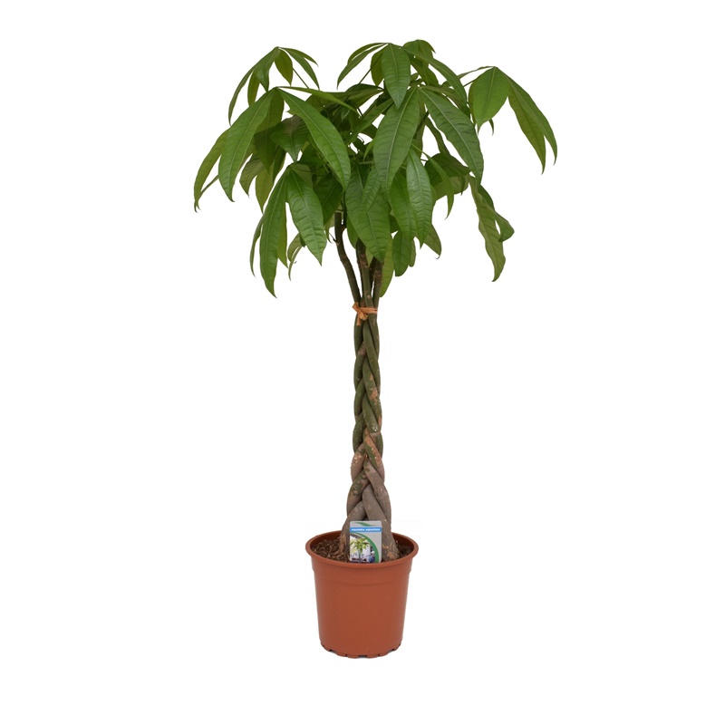 Comanda Arborele banilor, Pachira aquatica - Arborele banilor H 150 cm