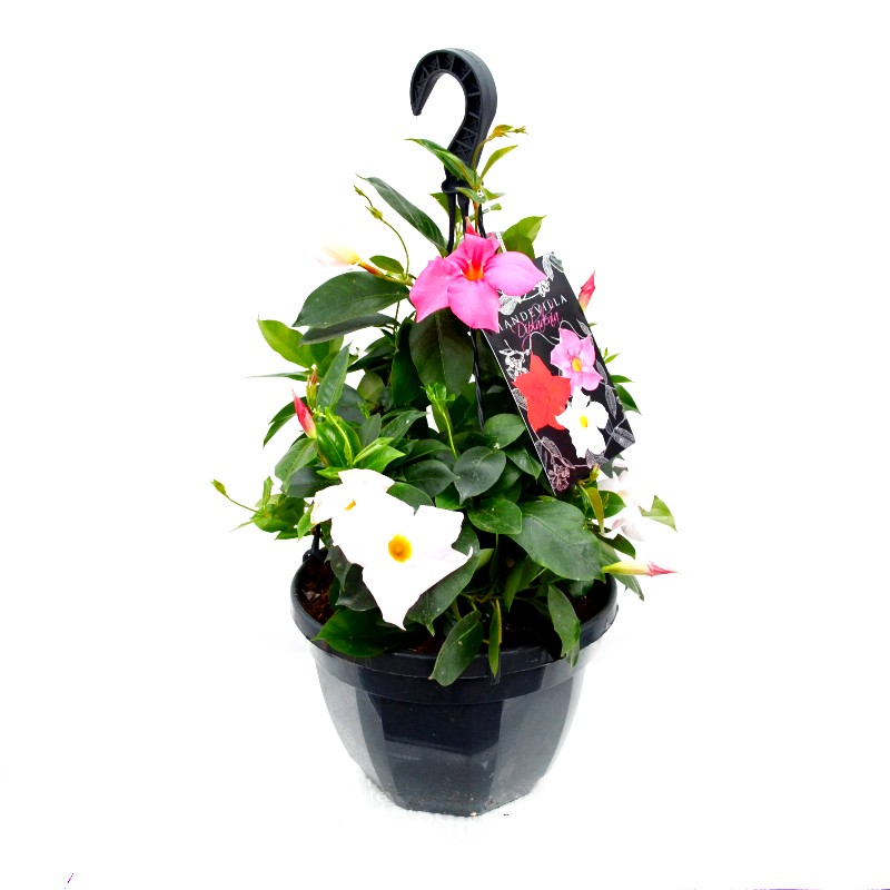 Mandevilla Trio