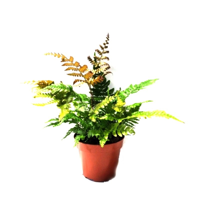 Comanda feriga de gradina Dryopteris erythrosora (Dryopteris mini)