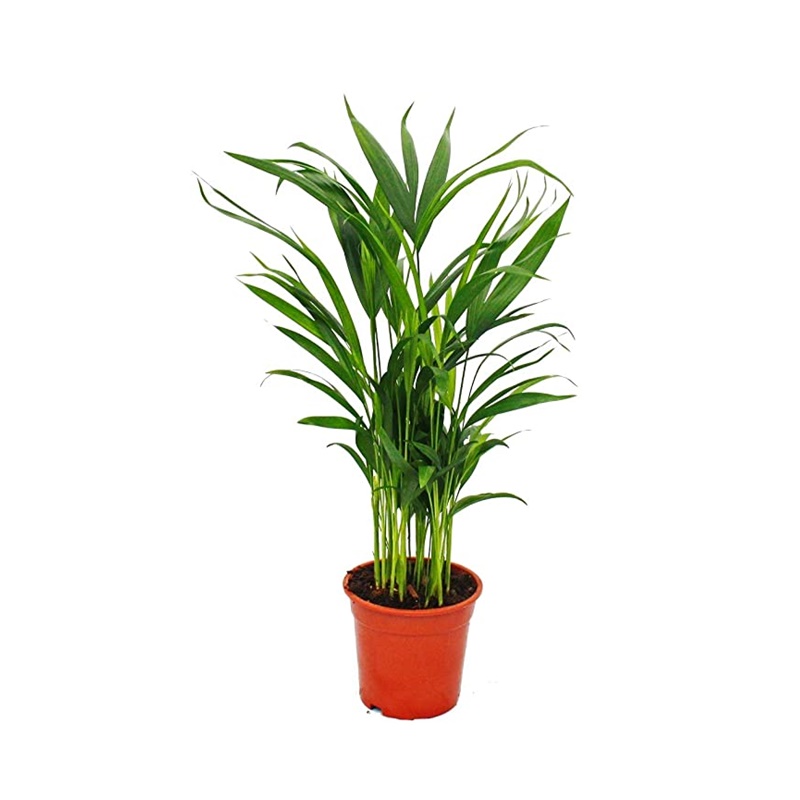 Comanda Palmier areca mini (Chrysalidocarpus lutescens), Areca de vanzare.