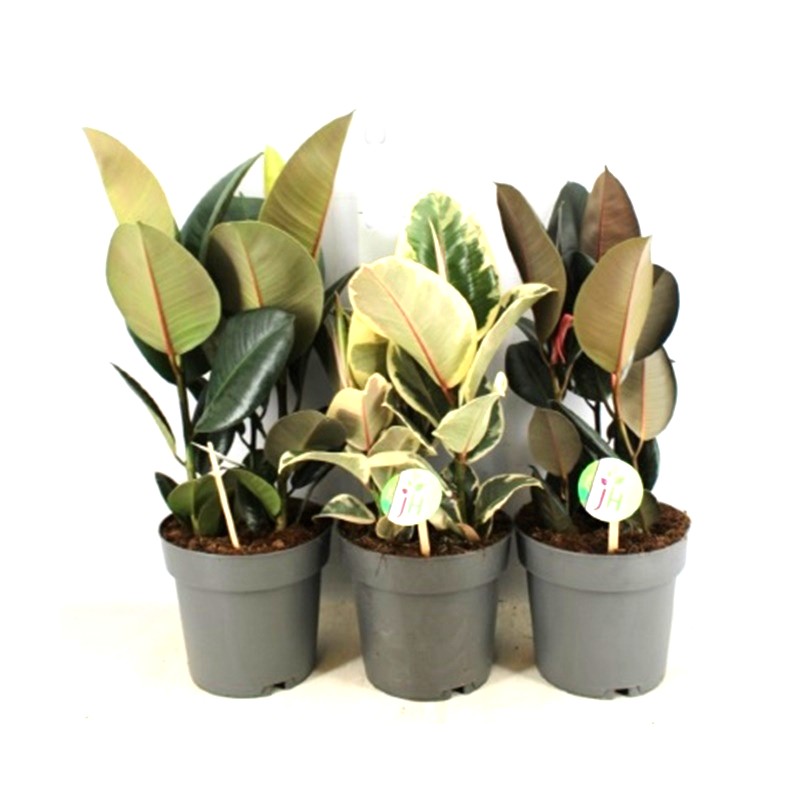 Comanda ficus elastica H 60 cm (Ficus elastica Robusa / Tineke / Abidjan),