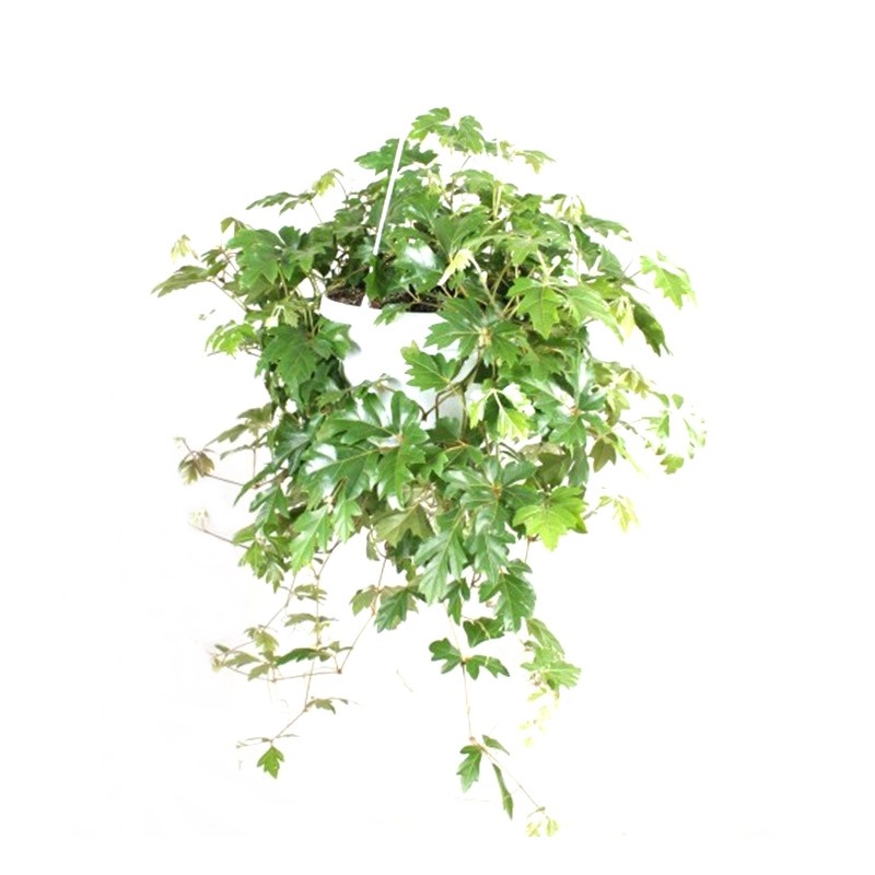 Comanda Cissus rhombifolia (Vita de apartament) - Plante de apartament de vanzare