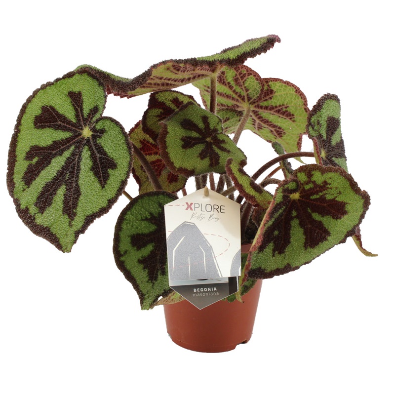 Comanda  Begonia masoniana  (Begonia „Cruce de Fier”) DE VANZARE PRET