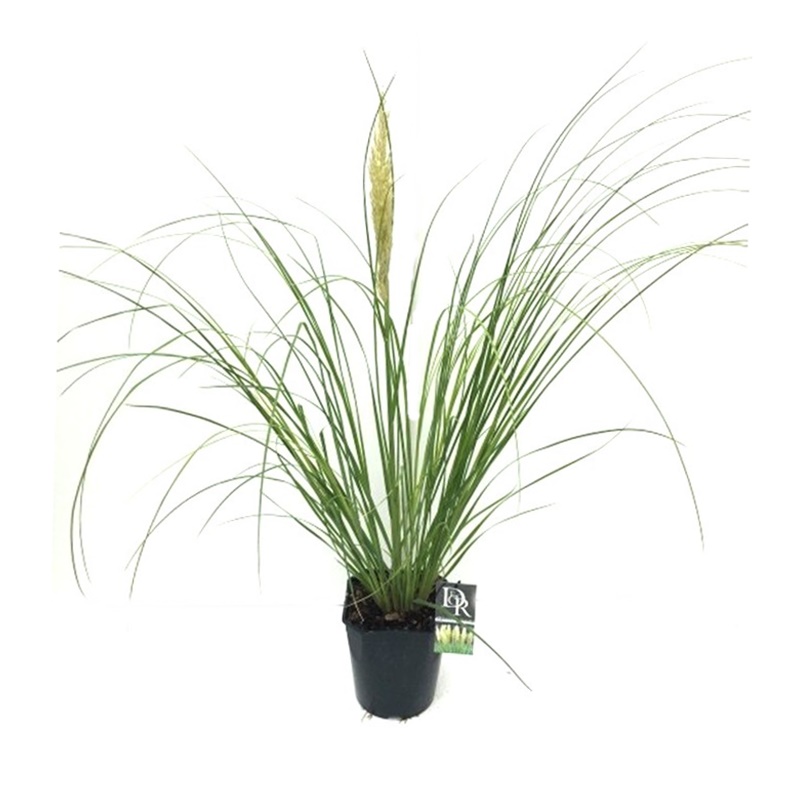 Iarba de pampas (Cortaderia selloana) - de vanzare, pret special