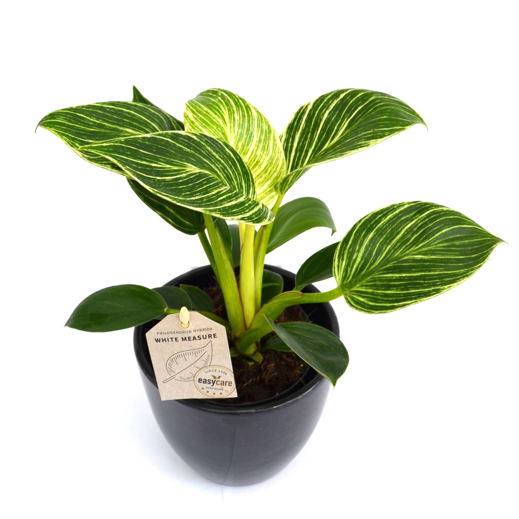 Comanda Filodendron 'White Measure' - Birkin - plante purificatoare de aer