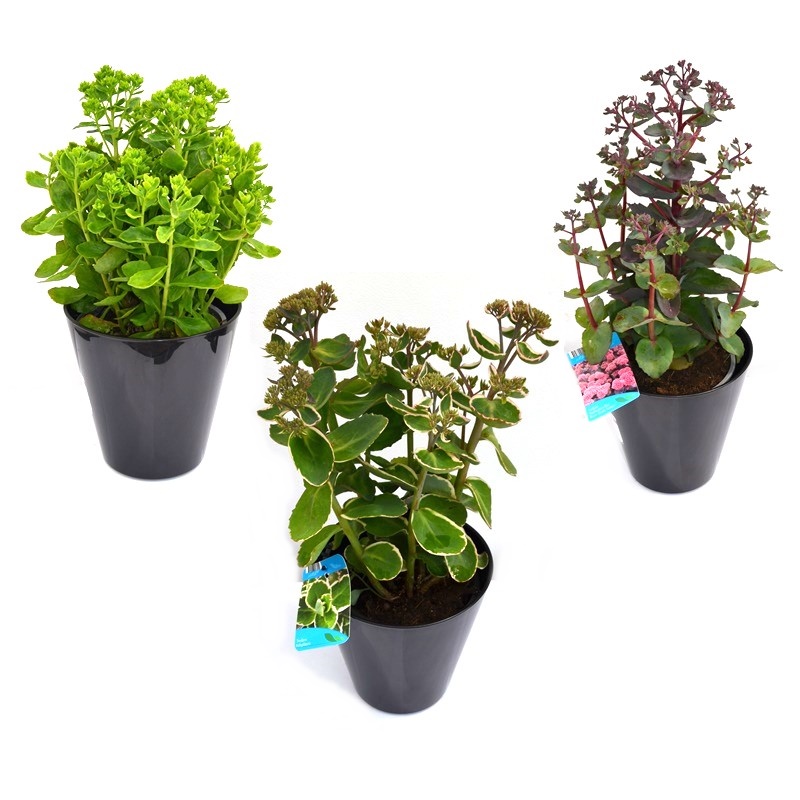 Comanda Norocel, Sedum telephium sau Sedum de grădina