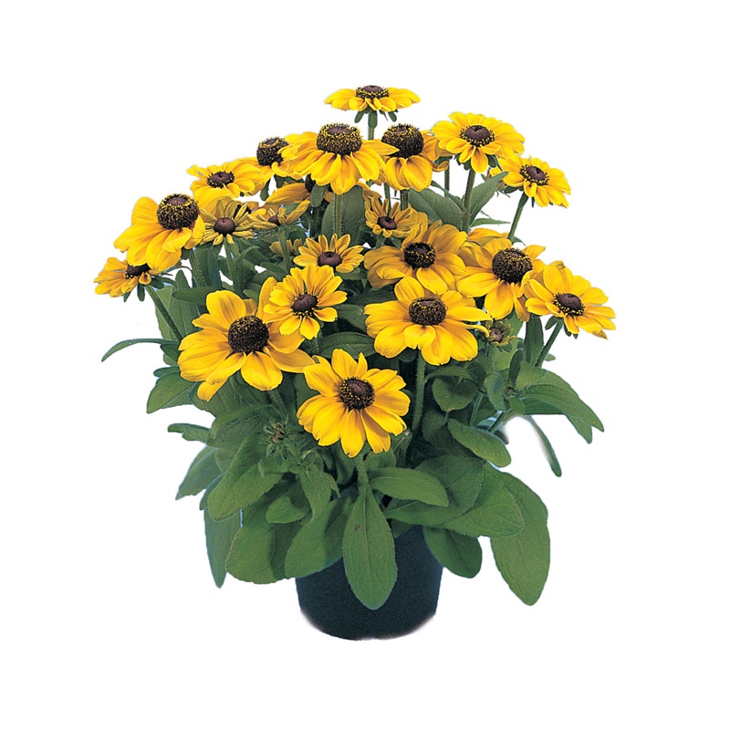 Comanda Rudbeckia hirta - Margarete galbene - flori de gradina de vanzare