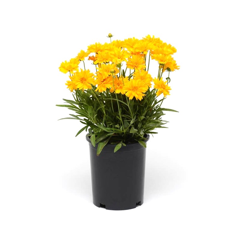 Comanda Ochiul fetei  (Coreopsis grandiflora) - flori de gradina la pret competitiv