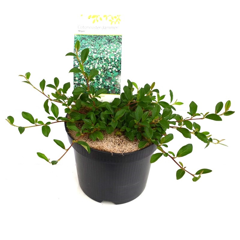 Comanda Cotoneaster dammeri  - Cotoneaster tarator de vanzare