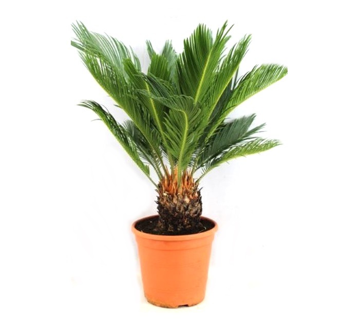 Comanda palmier Cycas XL (Cycas revoluta) - palmieri de vanzare, pret avantajos