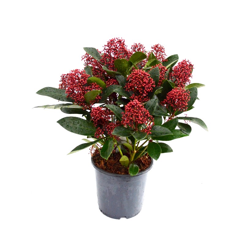 Comanda Liliac japonez rubella - plante de gradina