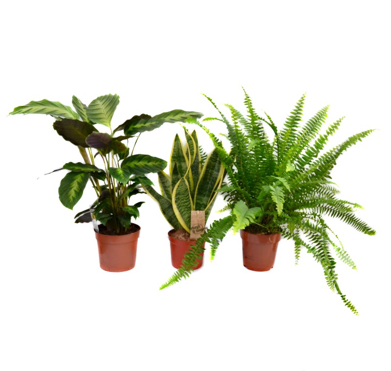 Set de plante  pentru baie