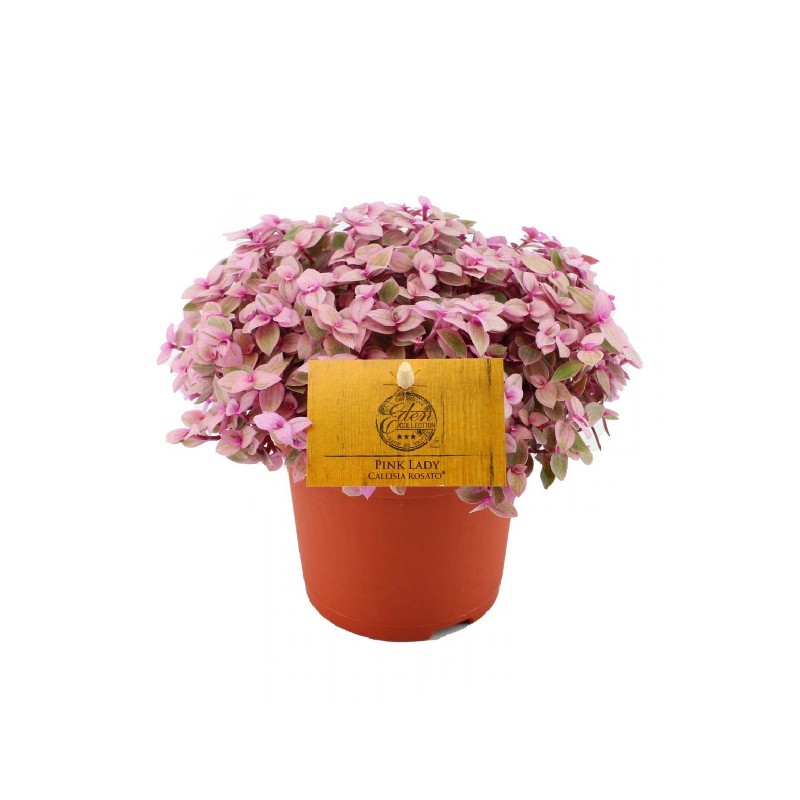 Comanda Callisia Rosato (Doamna in Roz) - plante cu frunze roz