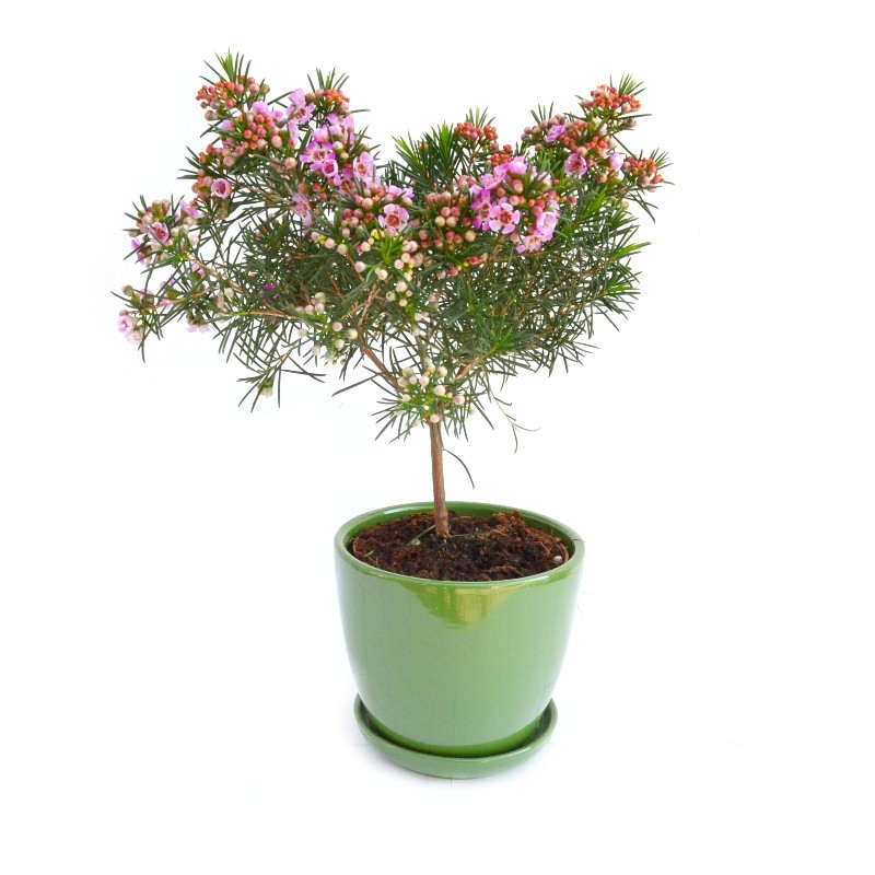 Chamelaucium - Floare de ceara Geraldton