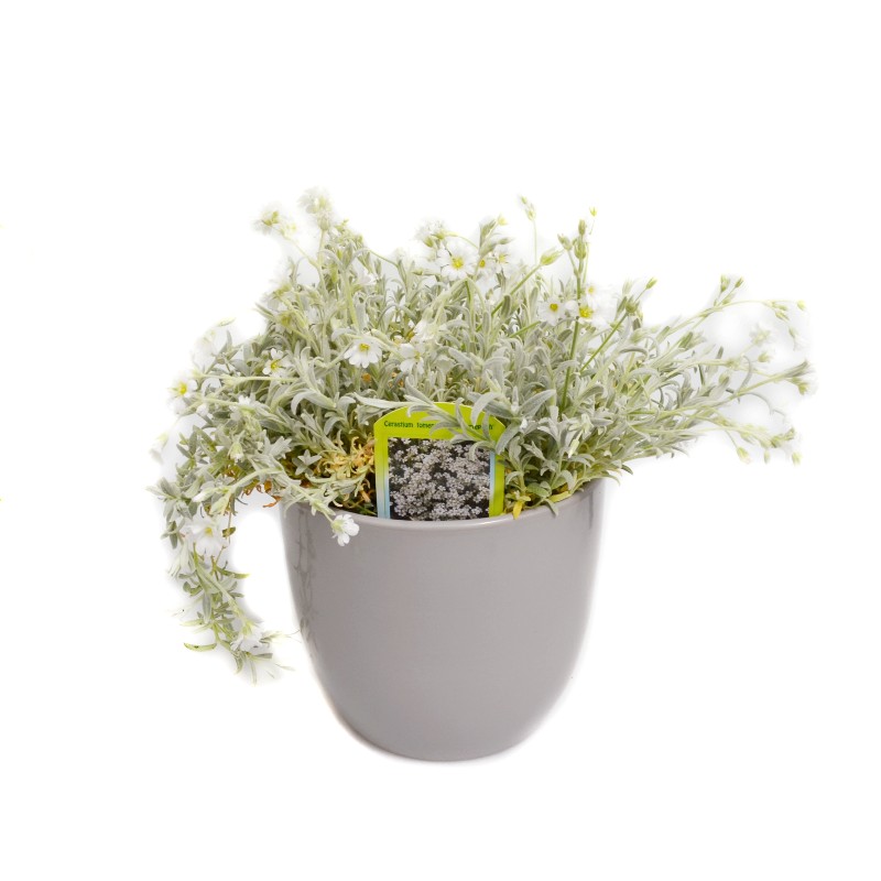 Comanda online Cerastium tomentosum - lana caprelor